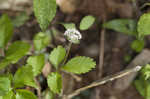 Dwarf ginseng